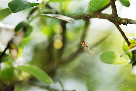 Spinne auf web Stockbilder - Premium RF Lizenzfrei, Bildnummer: 632-05760780