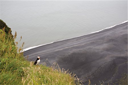 Puffin resting on hill overlooking black sand beach, Dyrhólaey peninsula, Iceland Foto de stock - Sin royalties Premium, Código: 632-05845377