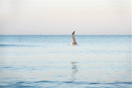 seagull flying - Gull flying over ocean Foto de stock - Sin royalties Premium, Código: 632-05845545