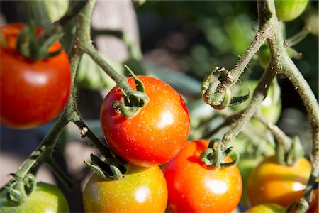 Tomatoes ripening on plant Foto de stock - Sin royalties Premium, Código: 632-05991109