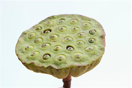 schote - Lotus seed pod Foto de stock - Sin royalties Premium, Código: 632-05991159