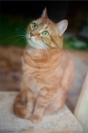 Seated cat, portrait Stock Photo - Premium Royalty-Free, Code: 632-05991215