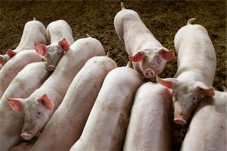 puerco - Pigs in pigpen Foto de stock - Sin royalties Premium, Código: 632-05991465