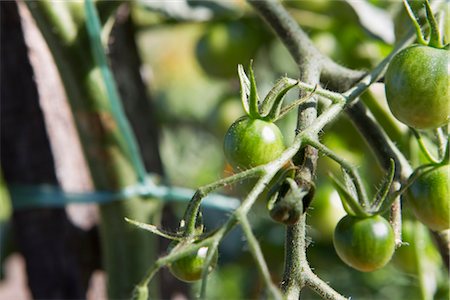 plant de tomate - Tomates qui poussent sur les plantes Photographie de stock - Premium Libres de Droits, Code: 632-05991564