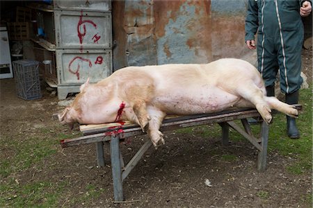 Slaughtered pig Foto de stock - Sin royalties Premium, Código: 632-05991575