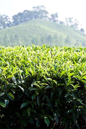 Tea plantation Stock Photo - Premium Royalty-Free, Code: 632-05991629