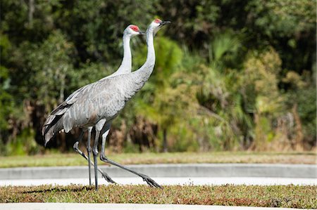 Grues Photographie de stock - Premium Libres de Droits, Code: 632-05991681