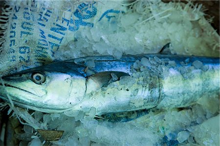 simsearch:632-05845010,k - Fresh raw fish packed in ice Foto de stock - Sin royalties Premium, Código: 632-05991791