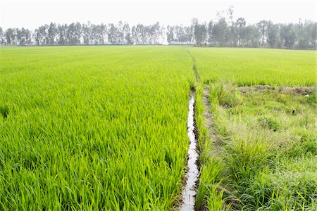 Rice paddy, Vietnam Foto de stock - Sin royalties Premium, Código: 632-05991819