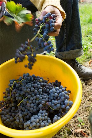 Harvesting grapes Stock Photo - Premium Royalty-Free, Code: 632-05991958