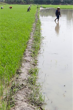 farmers in paddy fields - Rice paddy, Vietnam Stock Photo - Premium Royalty-Free, Code: 632-05991963