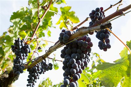 Grapes growing on vine Foto de stock - Sin royalties Premium, Código: 632-05992199