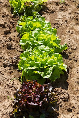 simsearch:632-02885545,k - Lettuce growing in field Foto de stock - Sin royalties Premium, Código: 632-05992315