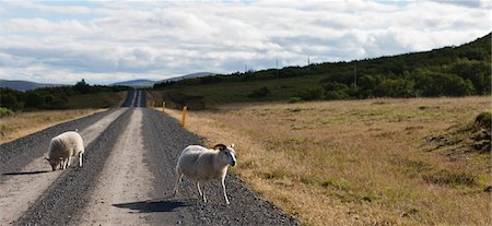 simsearch:632-06029634,k - Moutons marchant sur une route en gravier, Islande Photographie de stock - Premium Libres de Droits, Code: 632-06029300