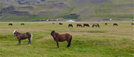 simsearch:632-06029634,k - Islandais-chevaux paissent dans les pâturages, Islande Photographie de stock - Premium Libres de Droits, Code: 632-06029414