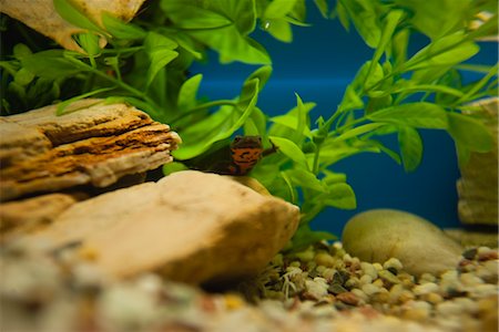 salamandra - Salamander in aquarium Foto de stock - Royalty Free Premium, Número: 632-06029496