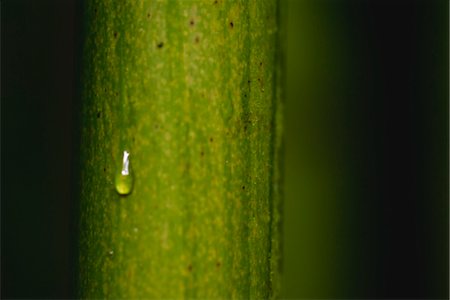 Dew drop on bamboo, close-up Foto de stock - Sin royalties Premium, Código: 632-06029504