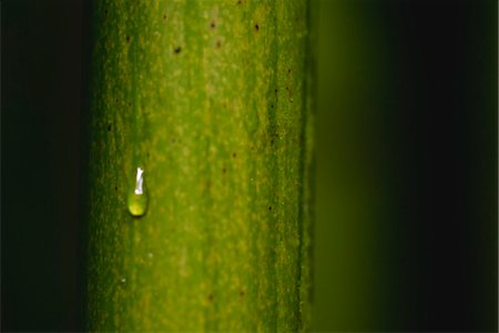 Goutte de rosée sur le bambou, gros plan Photographie de stock - Premium Libres de Droits, Code: 632-06029504