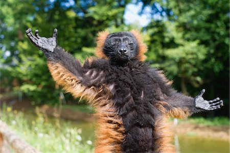 primate - Red ruffed lemur (Varecia rubra) Foto de stock - Sin royalties Premium, Código: 632-06029501