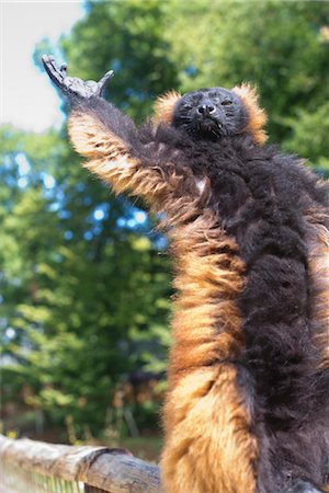 Red ruffed lemur (Varecia rubra) Foto de stock - Royalty Free Premium, Número: 632-06029521