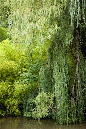 Weeping willows growing at water's edge Stock Photo - Premium Royalty-Free, Code: 632-06029723