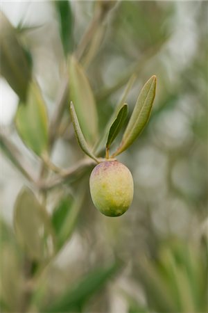 Olive growing on tree Stock Photo - Premium Royalty-Free, Code: 632-06029742