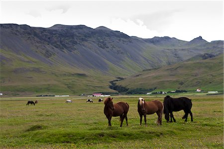 simsearch:632-06029634,k - Islandais-chevaux paissent dans les pâturages avec les montagnes en arrière-plan, Islande Photographie de stock - Premium Libres de Droits, Code: 632-06029783