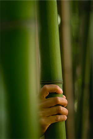 Hand touching bamboo Stock Photo - Premium Royalty-Free, Code: 632-06029806