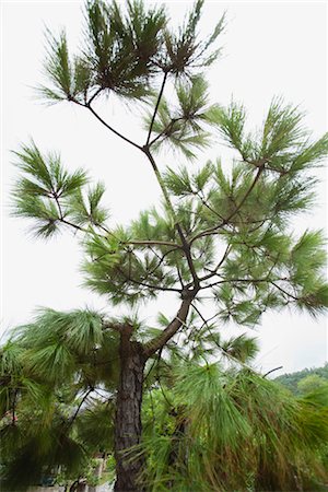 pine branch - Pine tree Stock Photo - Premium Royalty-Free, Code: 632-06029828