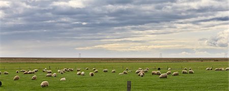 simsearch:632-06029634,k - Islande, vue panoramique de moutons paissant dans les champs Photographie de stock - Premium Libres de Droits, Code: 632-06029867