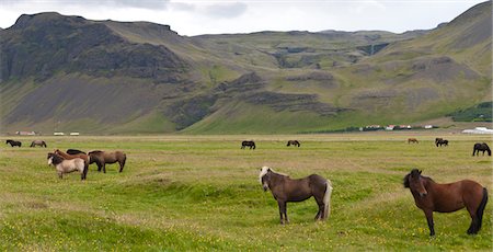 simsearch:632-06029634,k - Islandais-chevaux paissent dans les pâturages, Islande Photographie de stock - Premium Libres de Droits, Code: 632-06029883