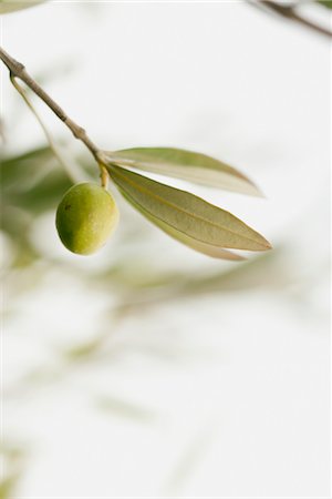 Olive growing on tree Foto de stock - Sin royalties Premium, Código: 632-06030006