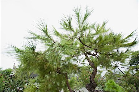 Pine tree Foto de stock - Sin royalties Premium, Código: 632-06030020