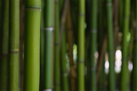 Bamboo Stock Photo - Premium Royalty-Free, Code: 632-06030057