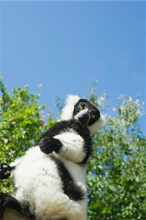 Black and white ruffed lemur (Varecia variegata) Foto de stock - Royalty Free Premium, Número: 632-06030193