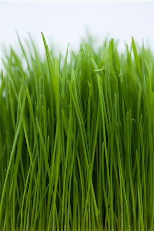 Grass, close-up Stock Photo - Premium Royalty-Free, Code: 632-06030223