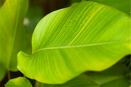 simsearch:632-03898173,k - Leaf, close-up Stock Photo - Premium Royalty-Free, Code: 632-06030254