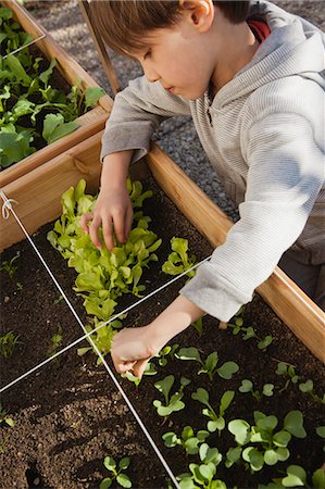 simsearch:632-05759978,k - Boy looking at seedlings in vegetable garden Stock Photo - Premium Royalty-Free, Code: 632-06118302
