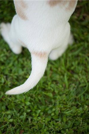 perro rastrero - Rear end of beagle puppy, overhead view Foto de stock - Sin royalties Premium, Código: 632-06118642