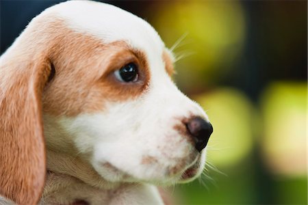 perro rastrero - Beagle puppy, side view Foto de stock - Sin royalties Premium, Código: 632-06118763