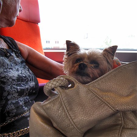 Woman traveling in train with Yorkshire terrier in bag Foto de stock - Royalty Free Premium, Número: 632-06317624