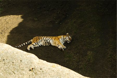 Tiger une sieste, Lincoln Park Zoo de Chicago Photographie de stock - Premium Libres de Droits, Code: 632-06404734