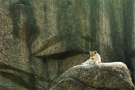 sieste - Lionne couchée sur un rocher, Lincoln Park Zoo de Chicago Photographie de stock - Premium Libres de Droits, Code: 632-06404733