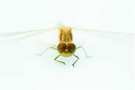 Dragonfly, close-up Photographie de stock - Premium Libres de Droits, Code: 632-07161383