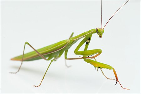 simsearch:632-07161397,k - Praying mantis Photographie de stock - Premium Libres de Droits, Code: 632-07161398