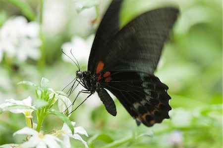 entomología - Butterfly on flower Foto de stock - Sin royalties Premium, Código: 632-07161393