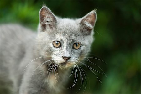 domestic cat and outdoors and nobody - Kitten, portrait Stock Photo - Premium Royalty-Free, Code: 632-07161587