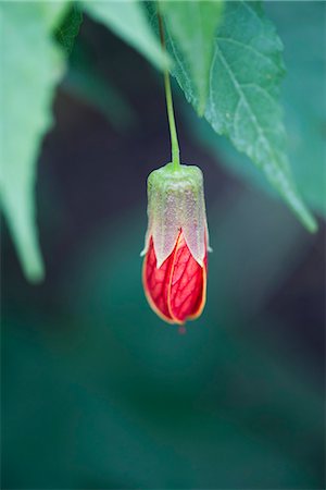 Flowering maple (Abutilon) Stock Photo - Premium Royalty-Free, Code: 632-07161589