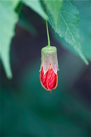 emergence - Flowering maple (Abutilon) Photographie de stock - Premium Libres de Droits, Code: 632-07161589