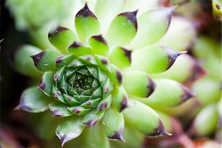 plante - Succulent plant, close-up Foto de stock - Sin royalties Premium, Código: 632-07161591